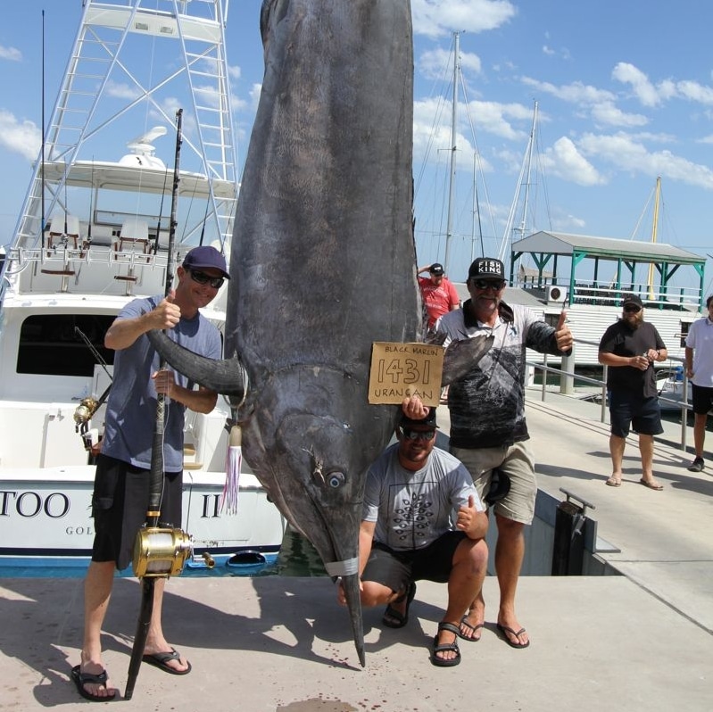 The Death of a Giant Marlin, Justified