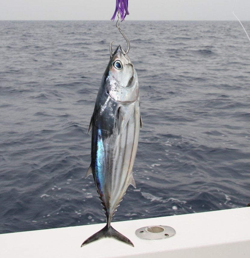 Skipjack tuna