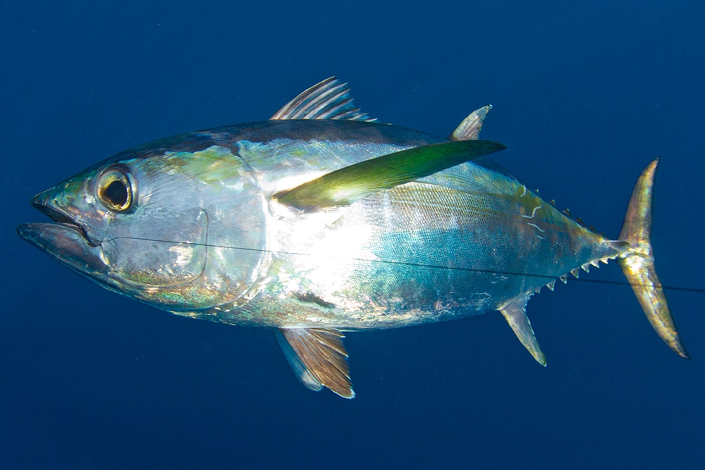 texas-blackfin-tuna-01.jpg