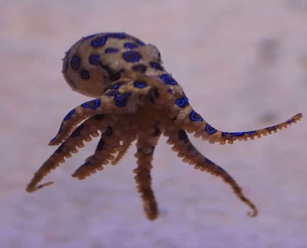 Blue-ringed octopus swimming underwater