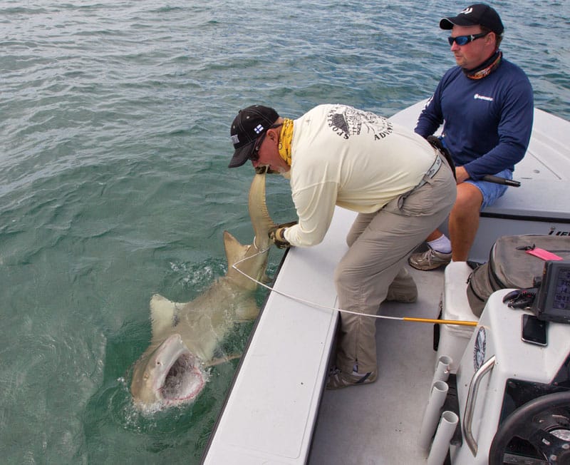 three-sharks_boatside.jpg