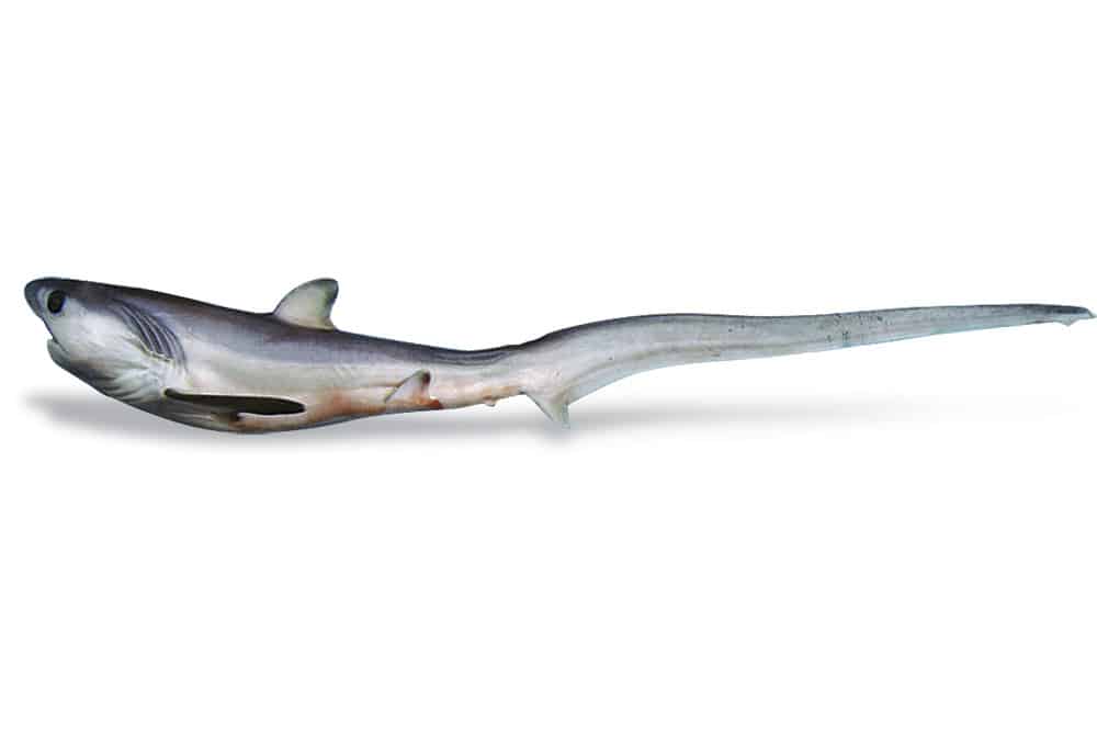 thresher shark