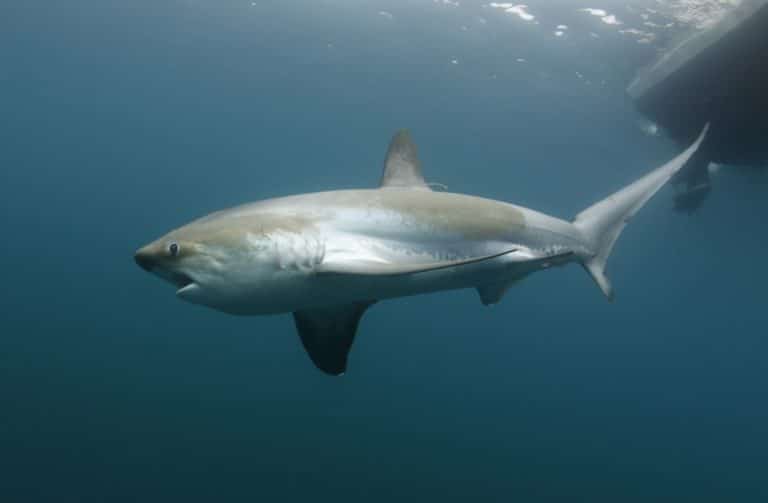 Shark Fishing - An Angler's Guide to Species: Thresher shark