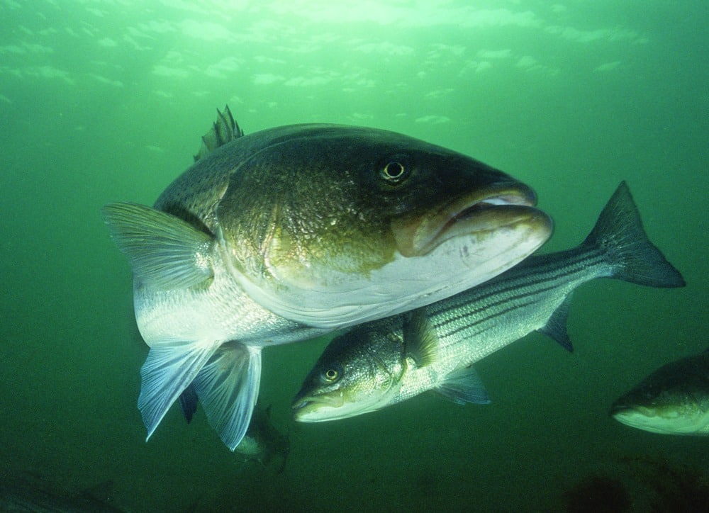 Striped Bass Fishing Around Structure