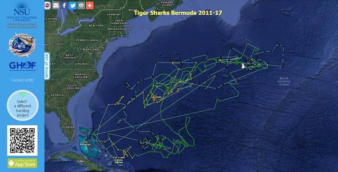 Andy tiger shark path