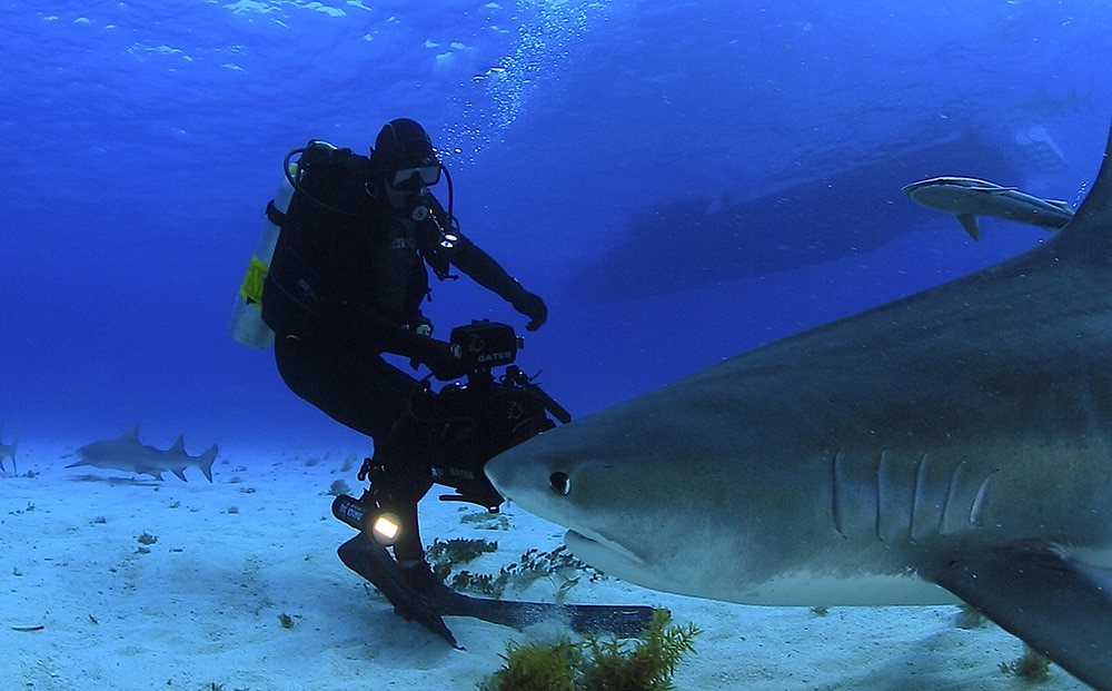 tiger shark swimming in ocean