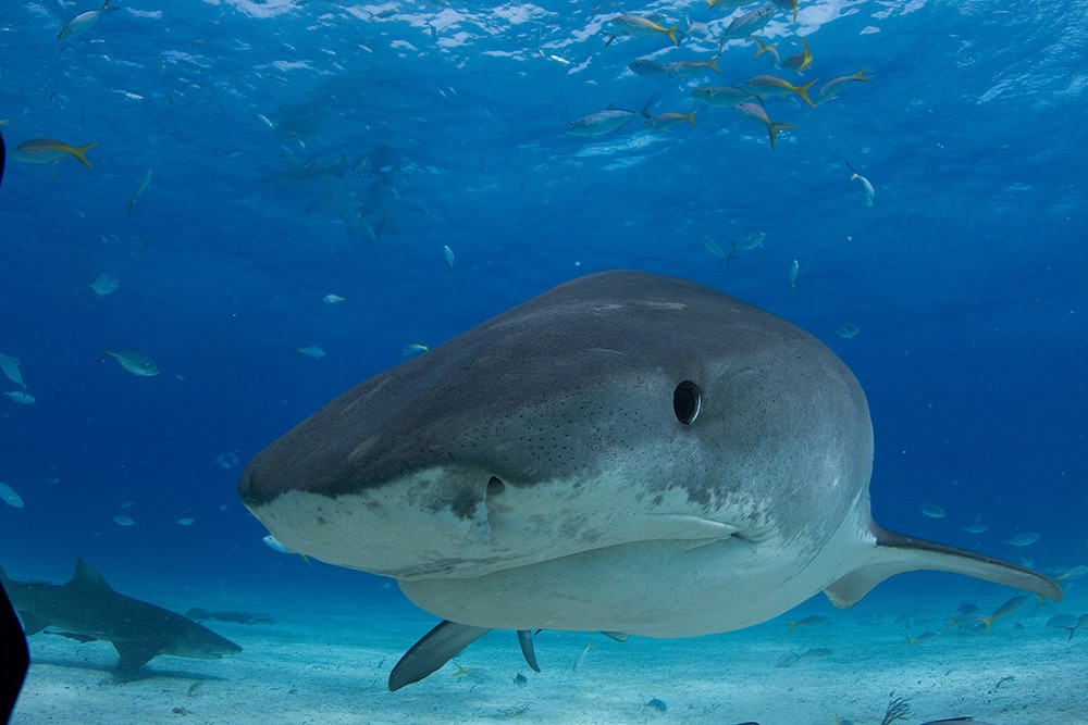 tiger shark up close underwater