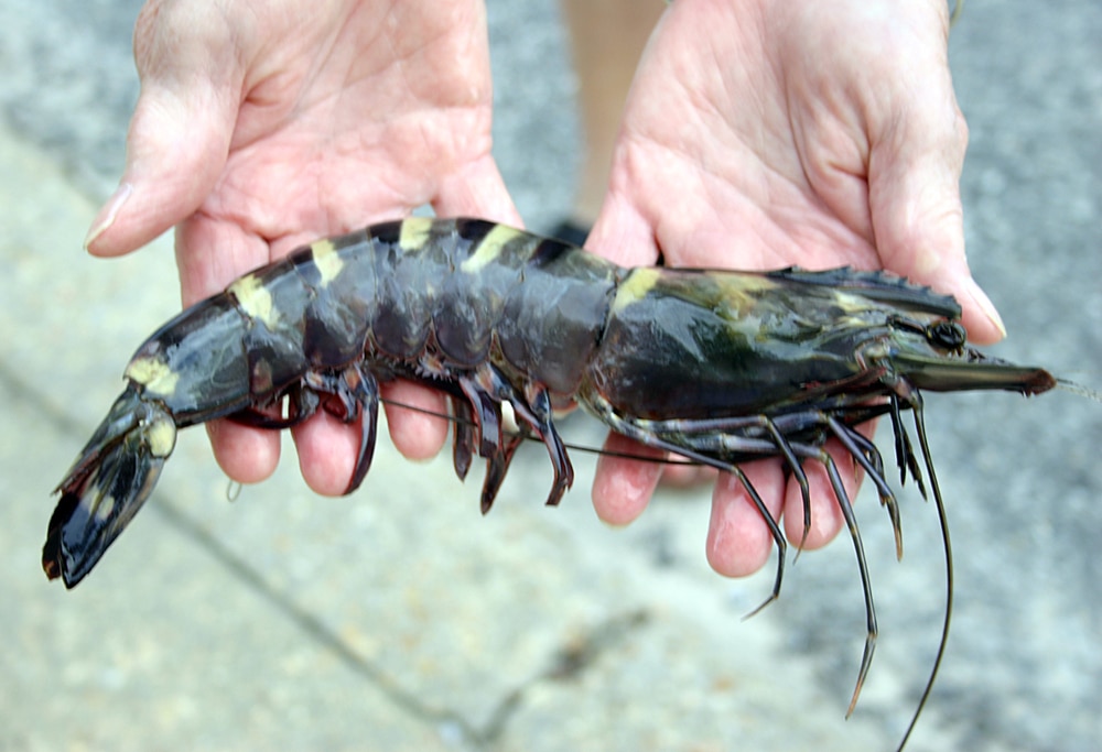 giant tiger shrimp