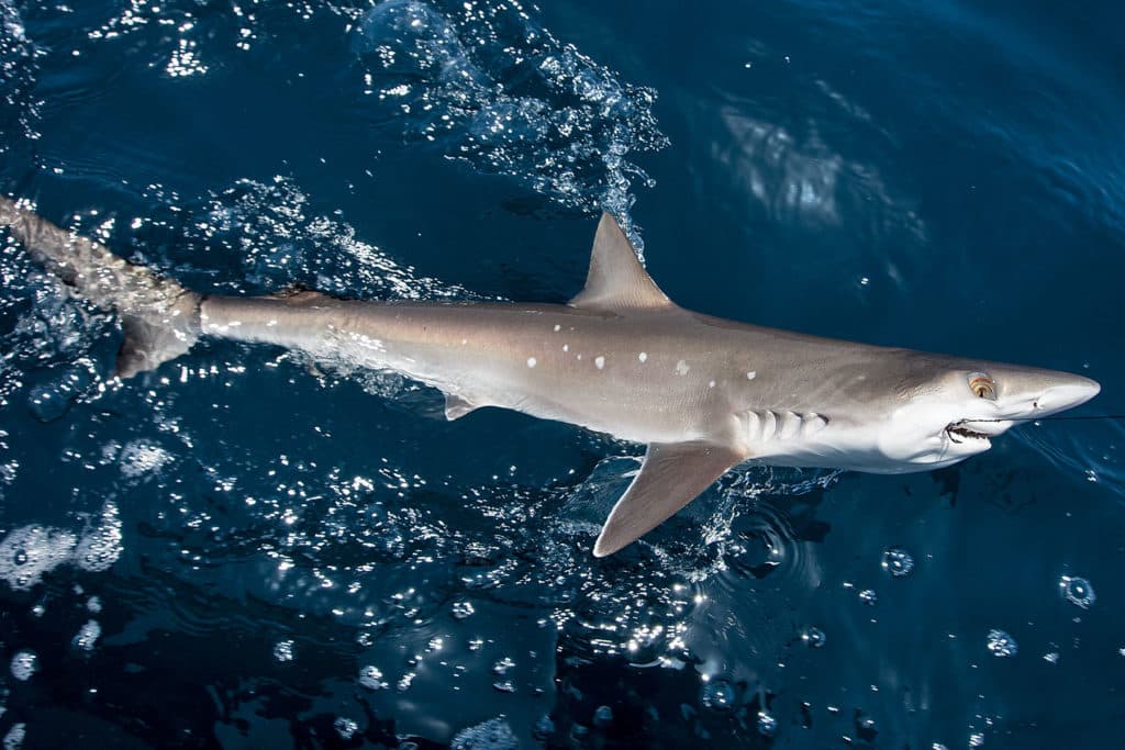 Sharpnose shark