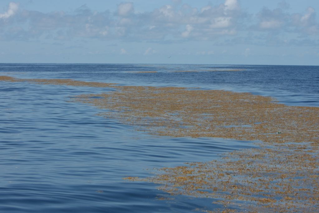 Massive line of sargassum weed