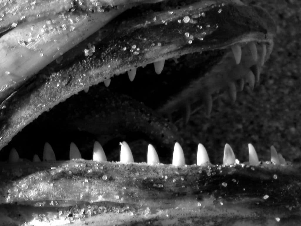 Dangerous bluefish teeth