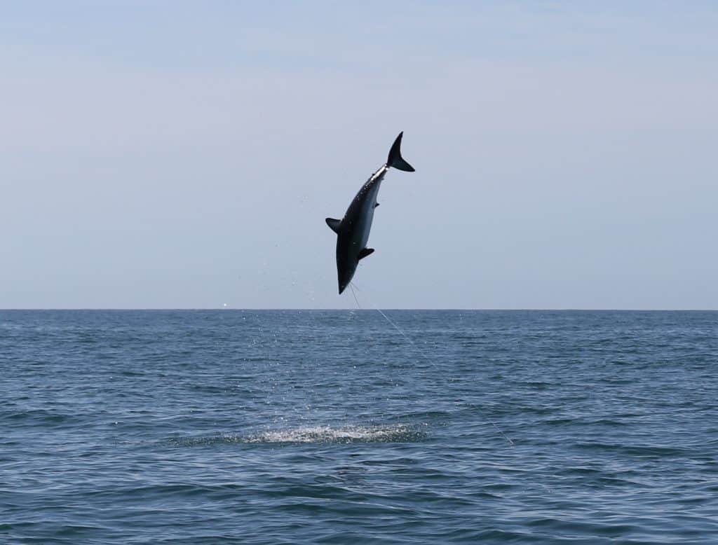 Mako shark jumping out of the ocean
