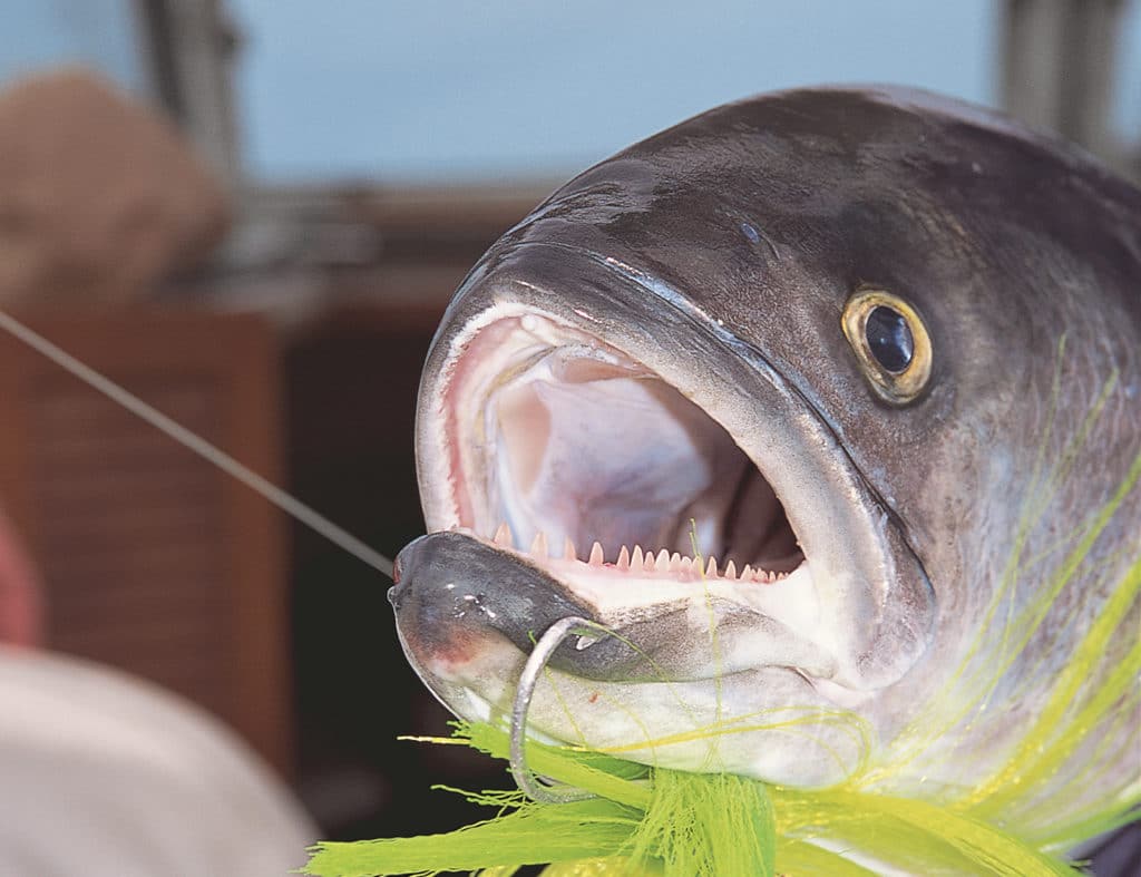 Bluefish hooked with a fishing lure