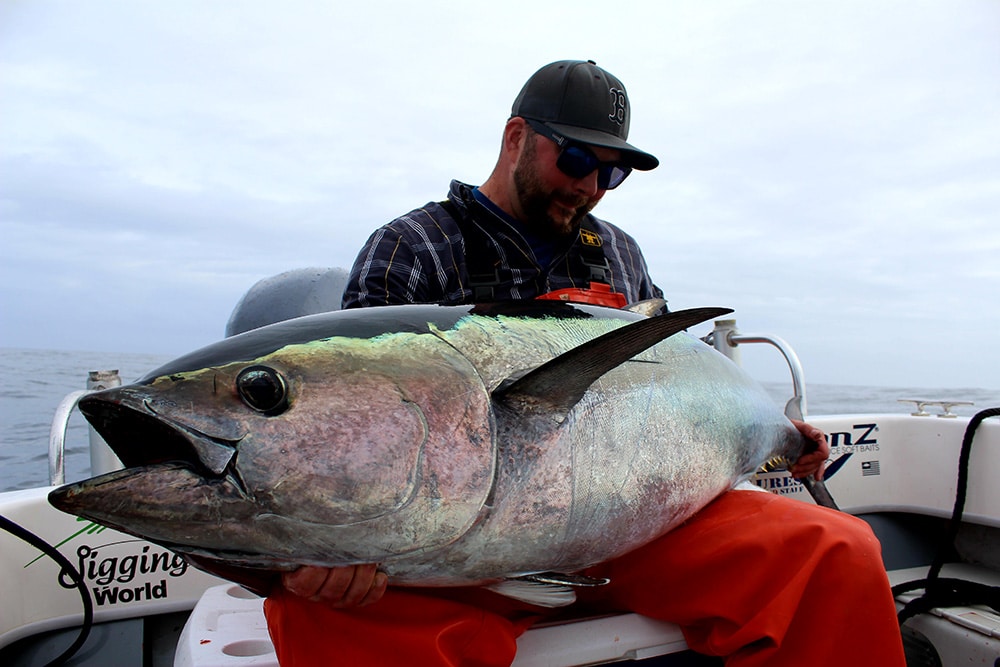 bluefin tuna