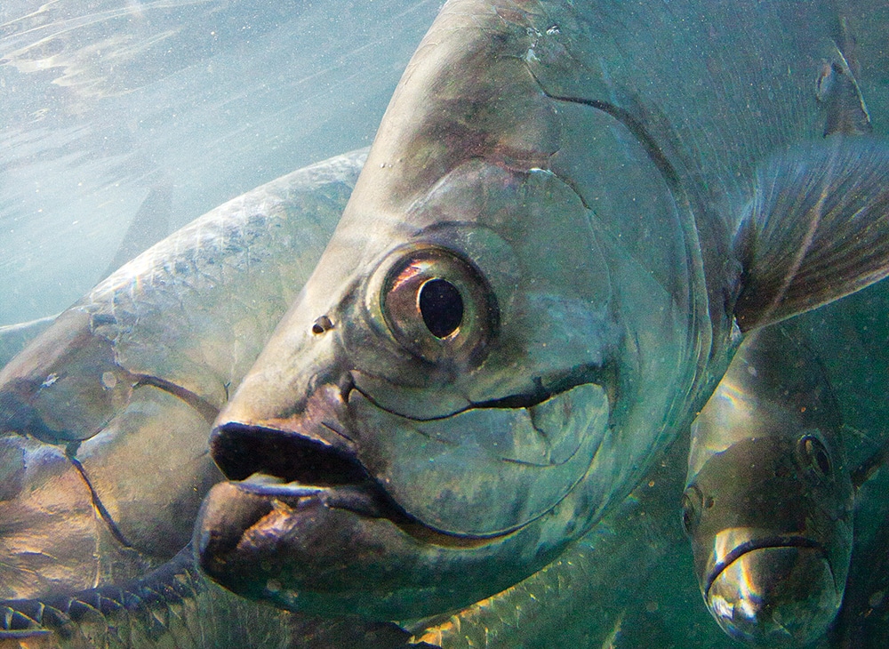 Tarpon fish underwater
