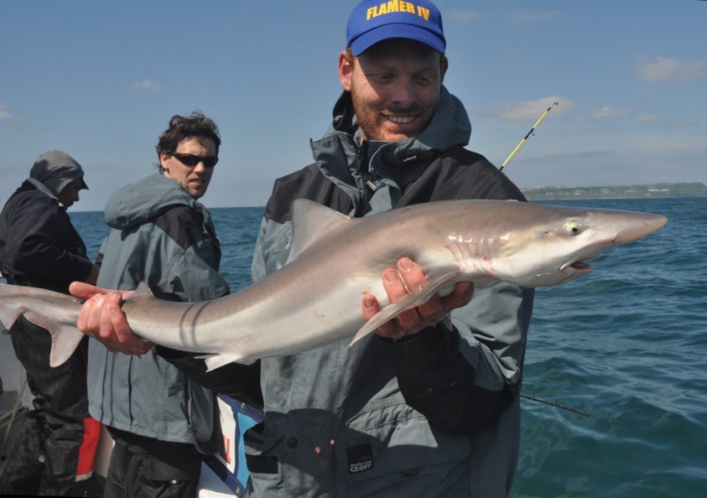 Angler holds a tope shark
