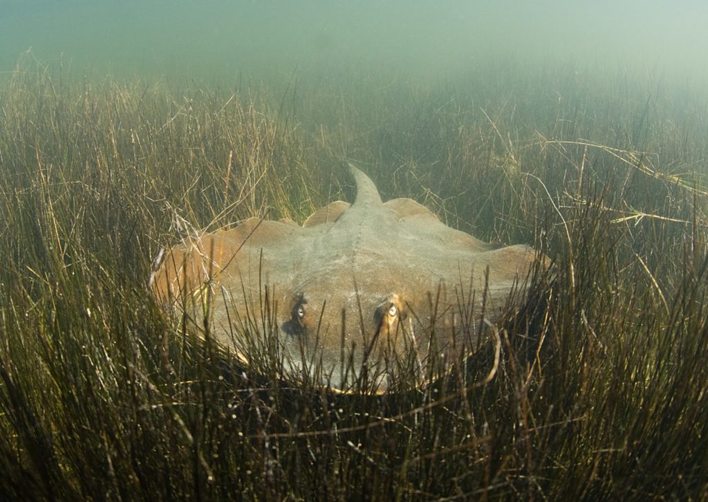 Stingray underwater in the grass