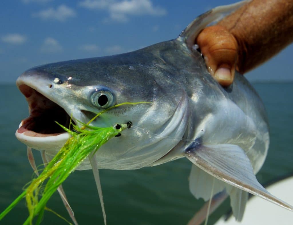 Angler holding a catfish with a fishing lure hooked in its mouth