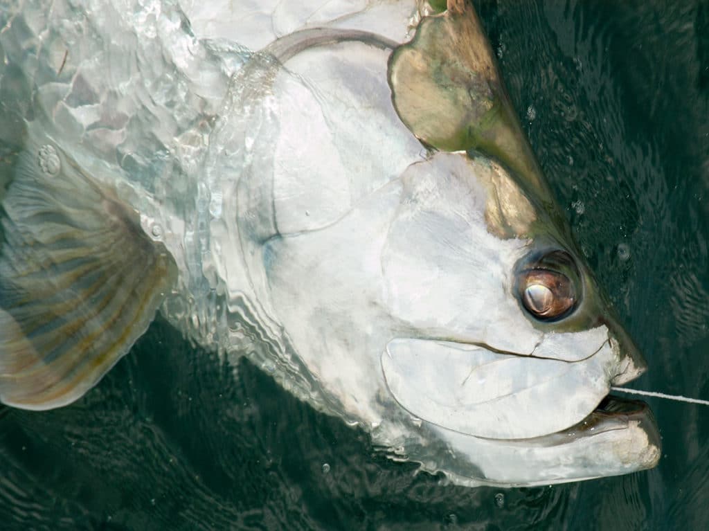 tarpon release