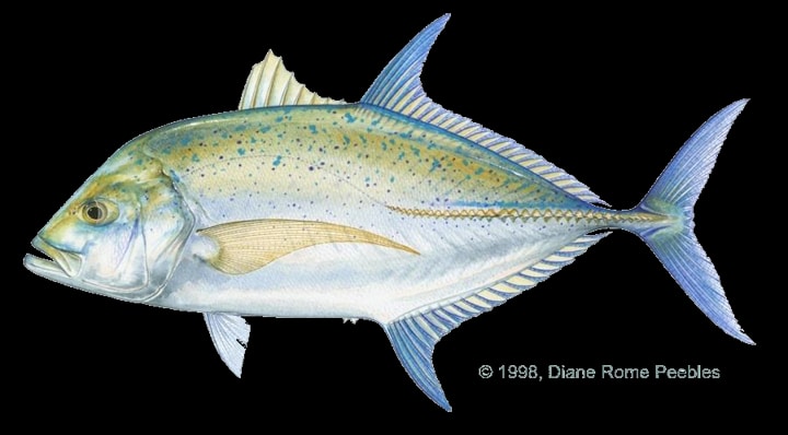 Bluefin trevally