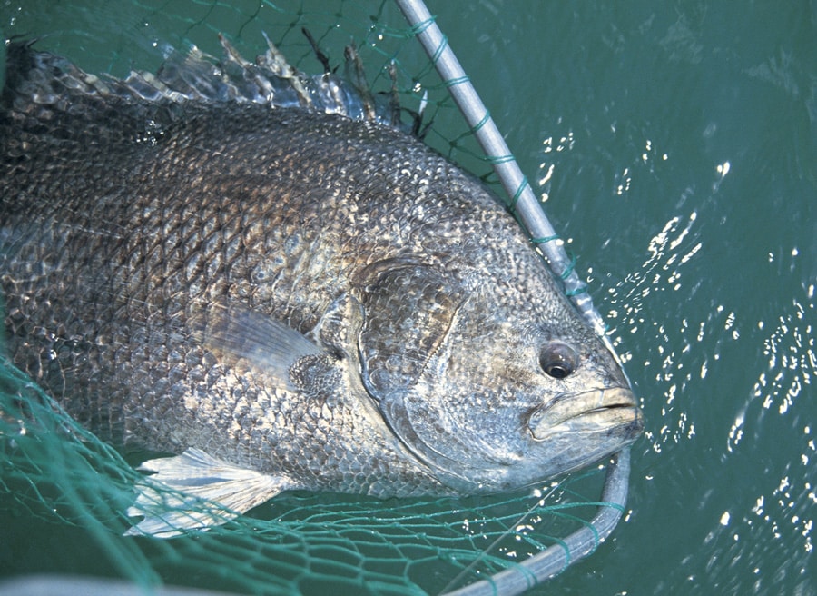 tripletail_port_canaveral_florida.jpg