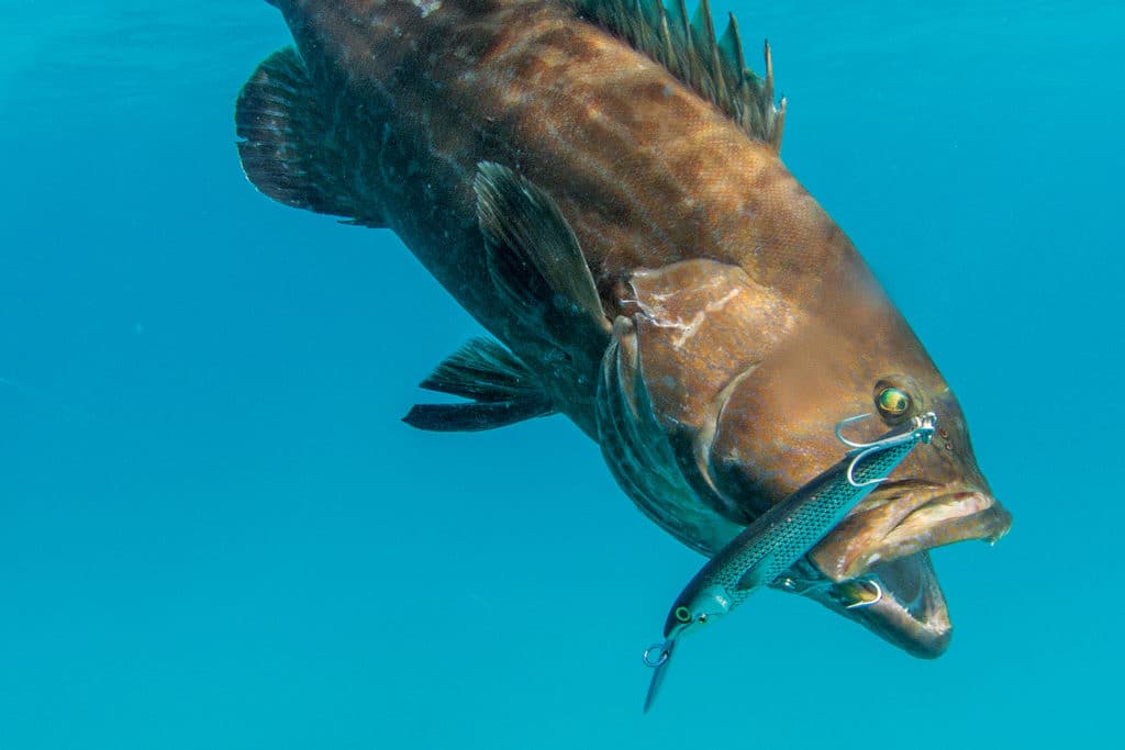 Black grouper