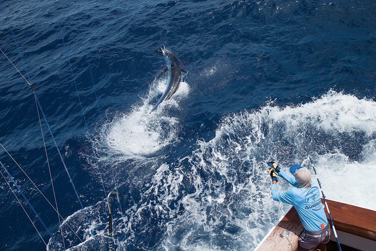 Best Offshore Trolling Speed for Mahi, Tuna, Marlin and Wahoo Sport Fishing Mag