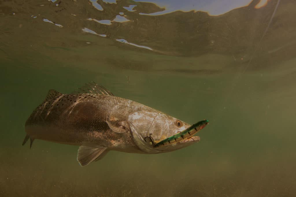 Catching trout on lures and shrimp in Georgia waters.