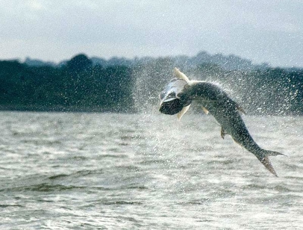 Jumping tarpon fish