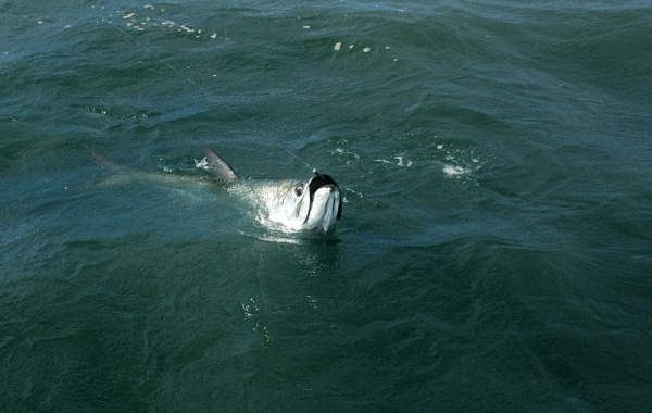 Tarpon at the ocean surface