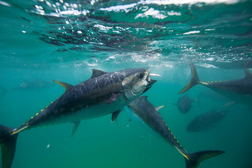 captive bluefin tuna