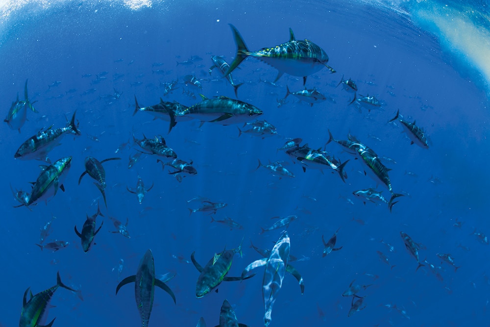 underwater school of tuna fish