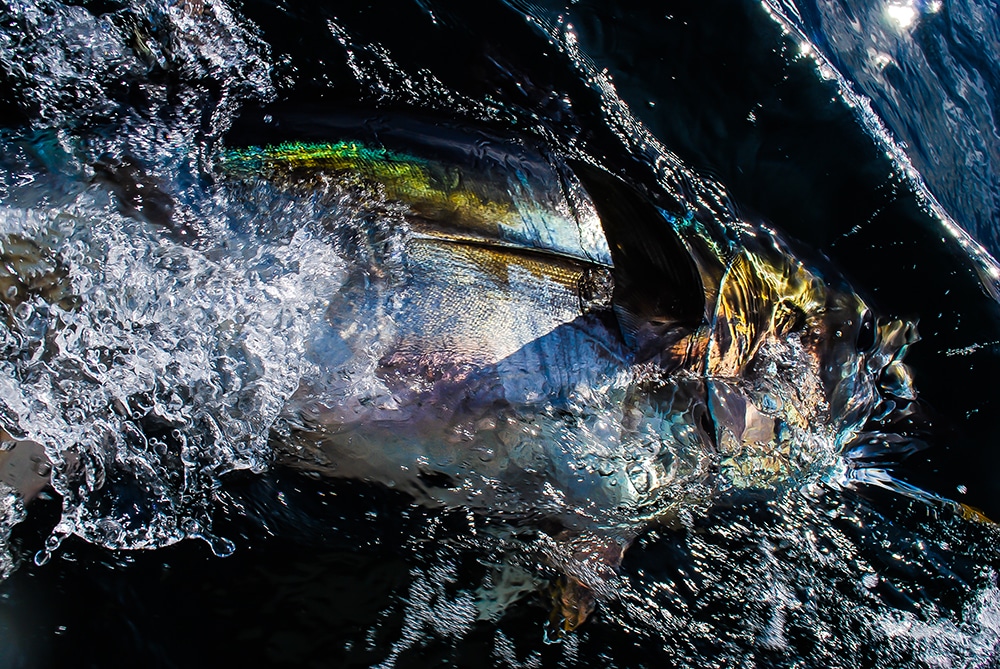 tuna caught with iron jigs fishing lures