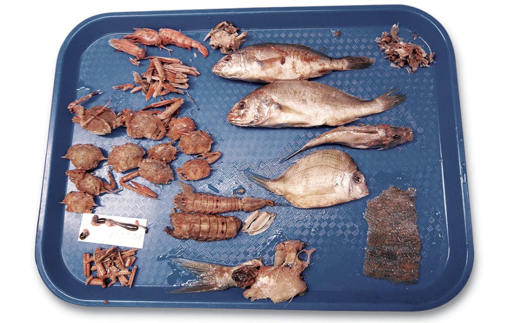 yellowfin tuna stomach contents