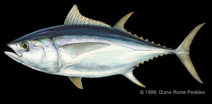 Atlantic bigeye tuna