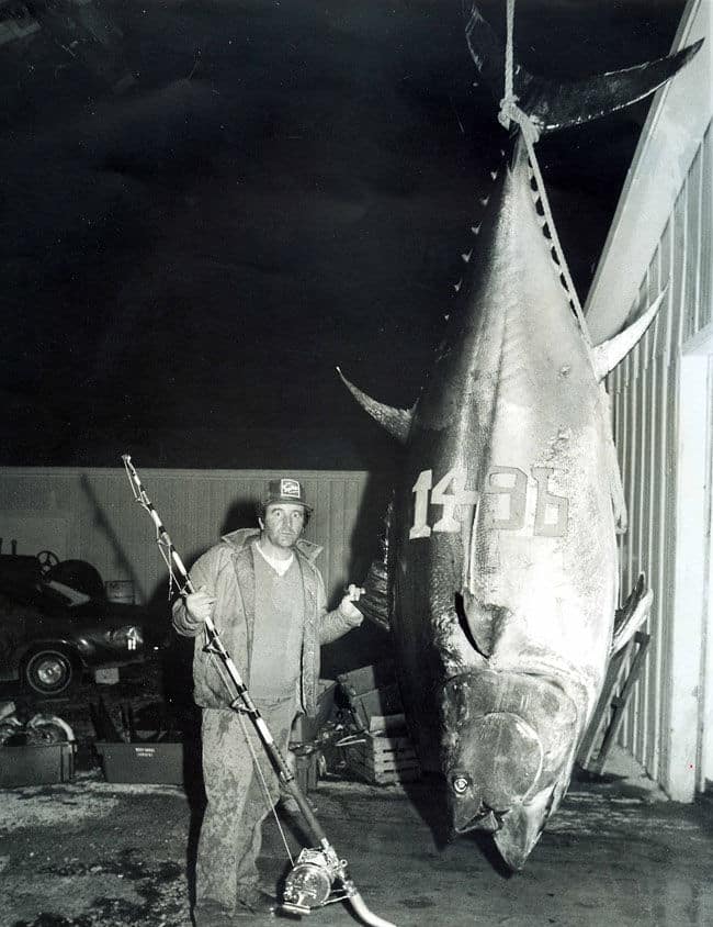 Giant bluefin tuna fish