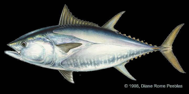 Pacific bluefin tuna