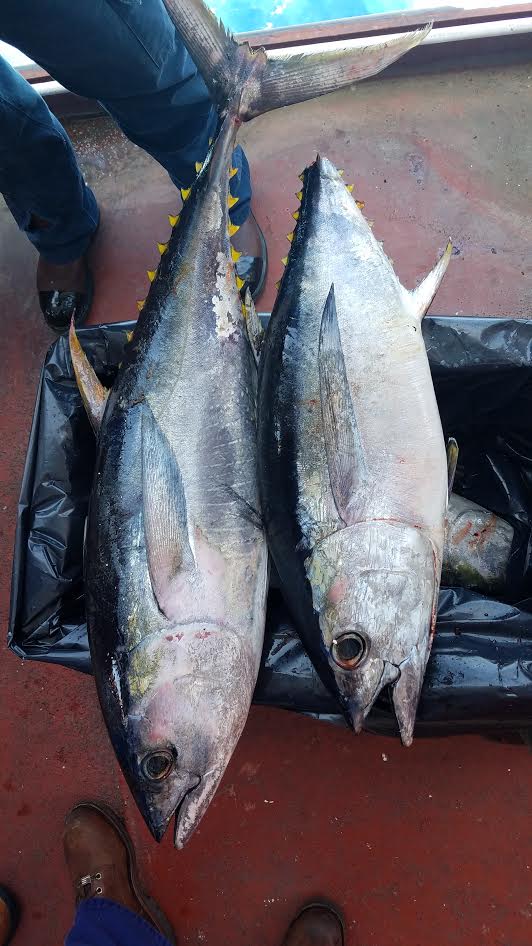 A yellowfin and albacore tuna from the Gulf of Mexico