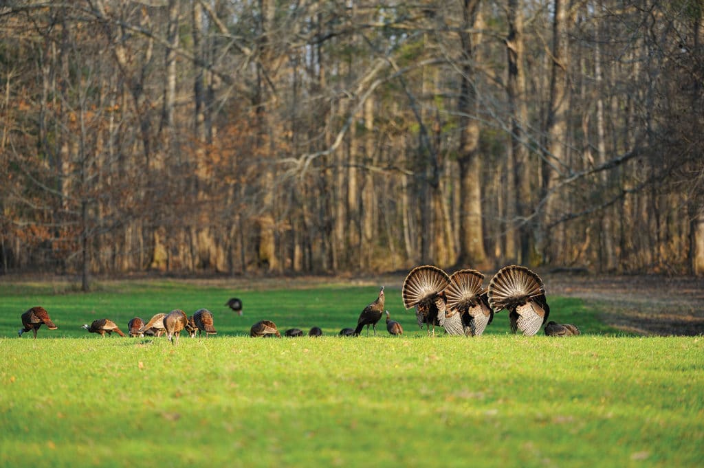 Wild Turkey Flock in the Southeast