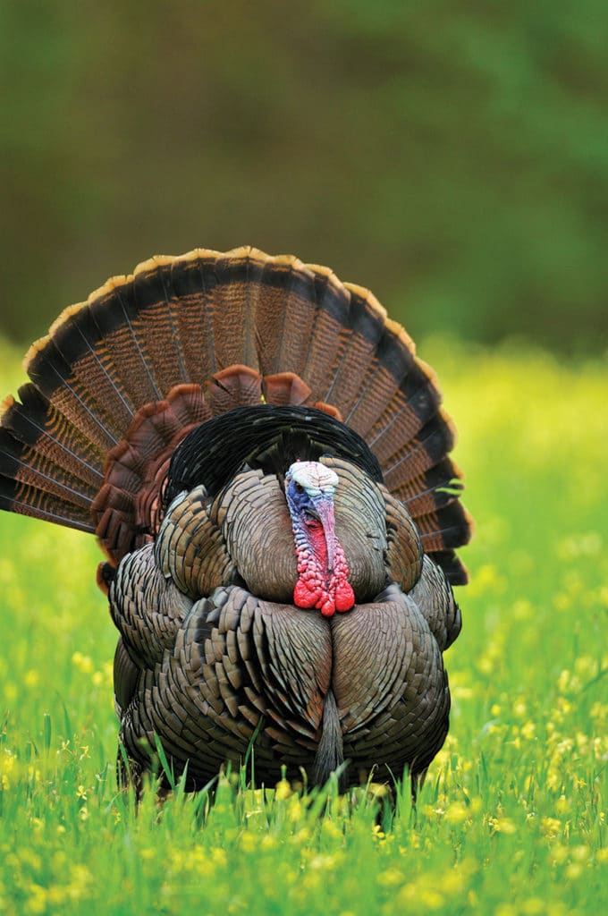 Strutting Wild Turkey