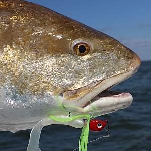 Tips and Techniques for Catching Redfish