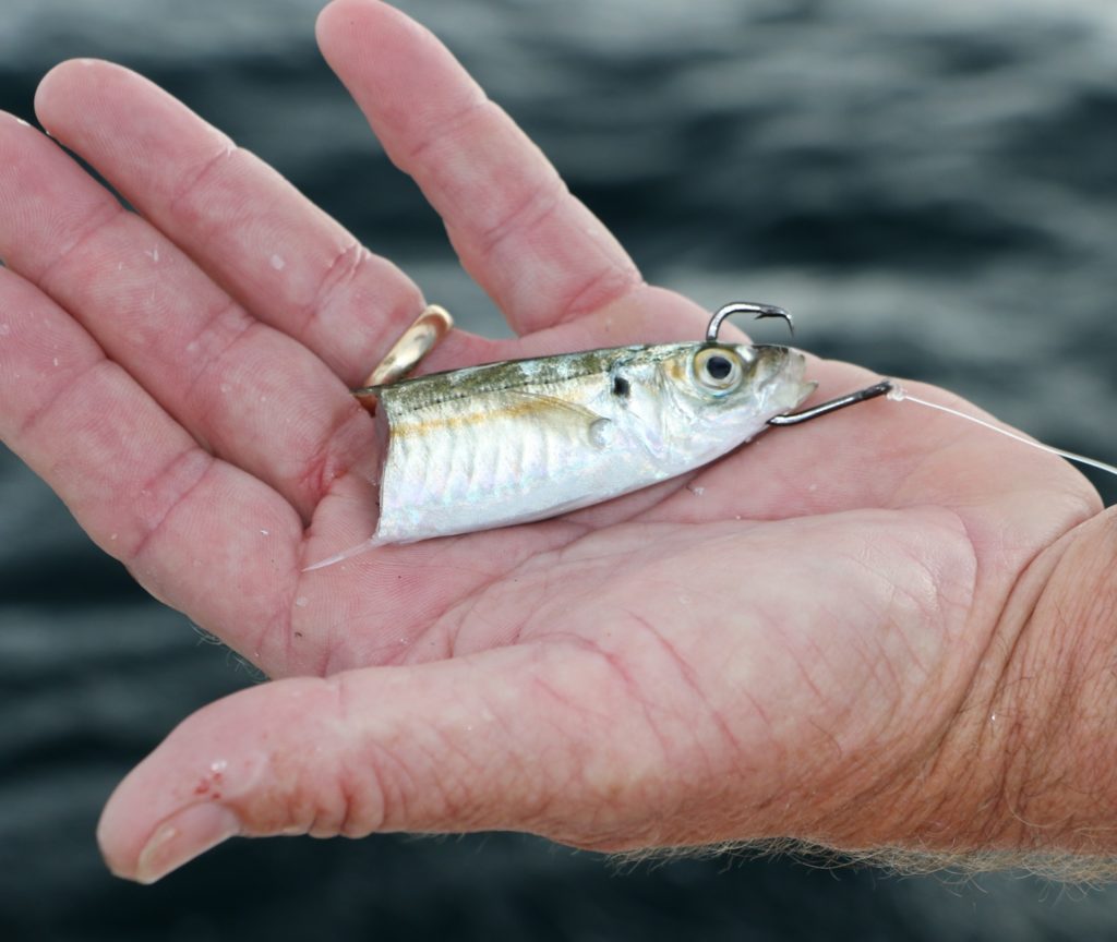 Cigar minnows make excellent bait.