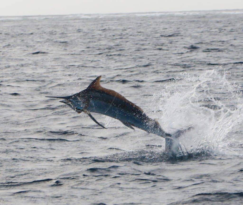 Australia's Great Barrier Reef — a black marlin leaps