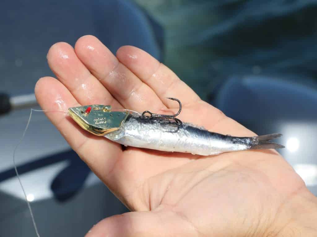 Anchovy rigged to troll for salmon