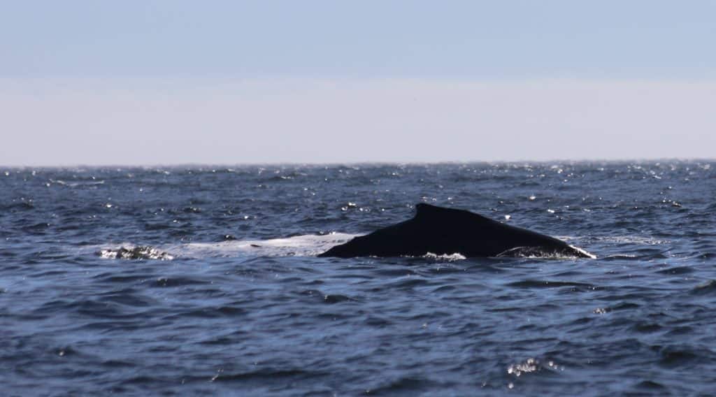 A whale feeding off the coast of British Columbia