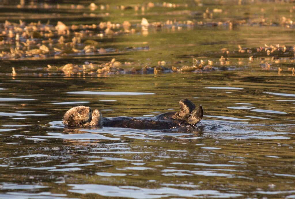 A sea otter feeds