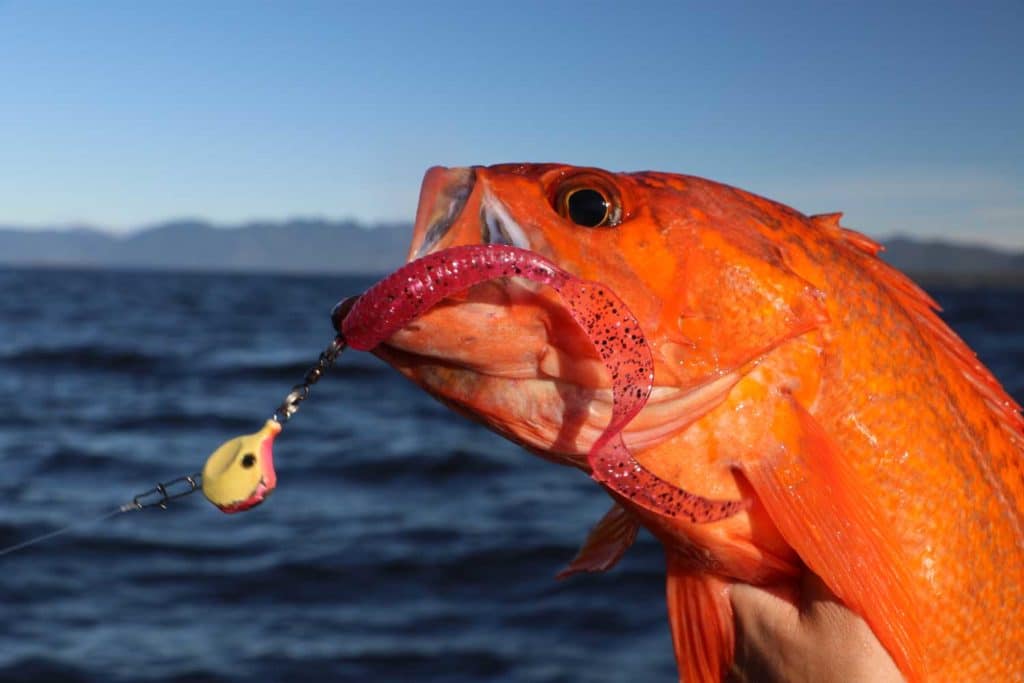 Yelloweye rockfish of the coast of British Columbia