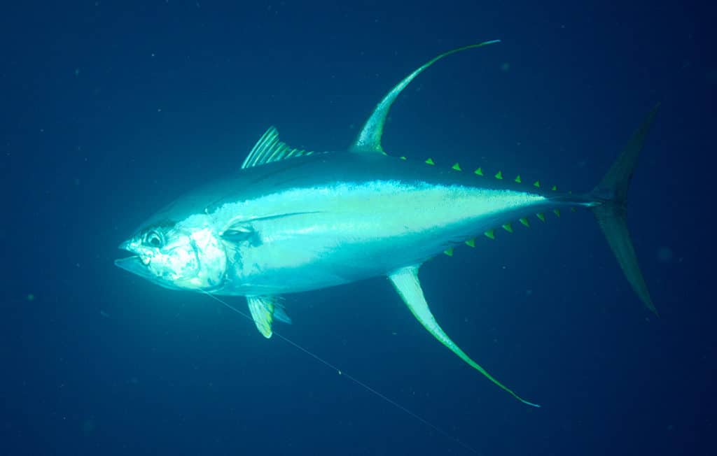 underwater tuna image