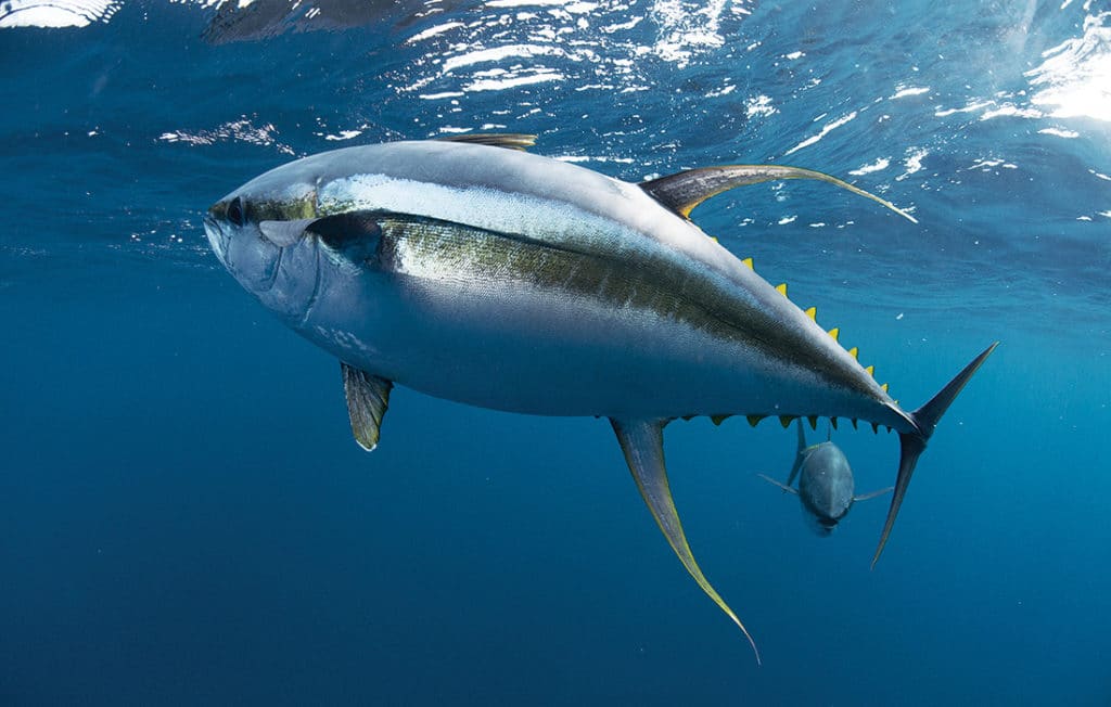 yellowfin tuna underwater