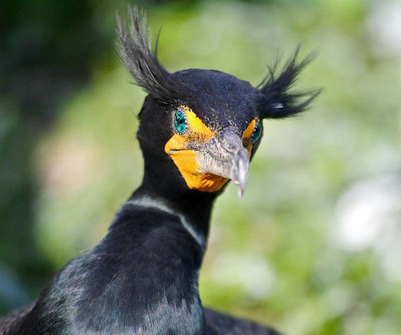 up-close-cormorant.jpg
